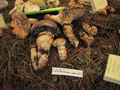Catathelasma imperiale
