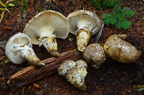 Catathelasma ventricosum