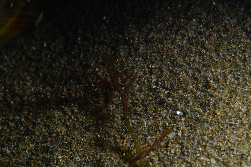 Catenella nipae (Catenella) — photo