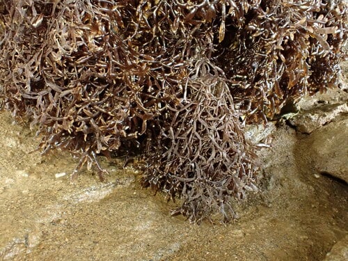 Caulacanthaceae