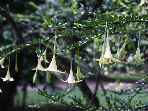 Catesbaea spinosa (Spanish guava) — photo