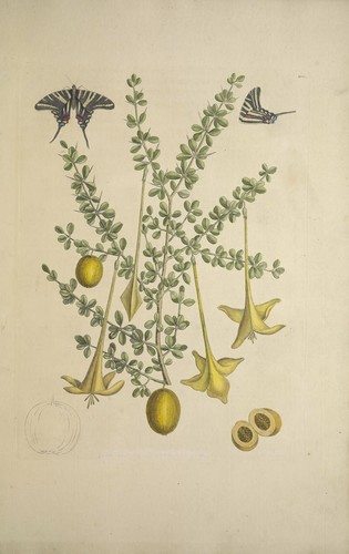 Catesbaea spinosa (Spanish guava) — photo