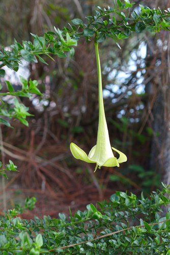 Catesbaea spinosa