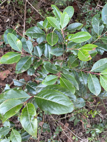 Catha edulis (Arabian tea tree) — photo