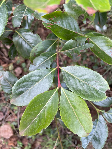 Catha edulis (Arabian tea tree) — photo