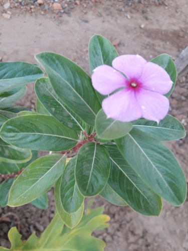 Catharanthus roseus (Madagascan Periwinkle) — photo