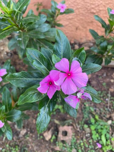 Catharanthus roseus (Madagascan Periwinkle) — photo