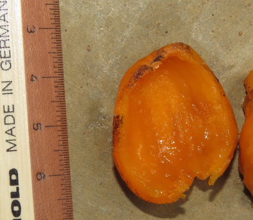 Cathedra acuminata (Tange seriguela) — photo