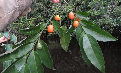 Cathedra acuminata