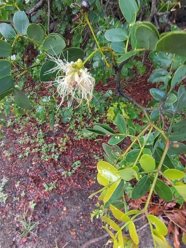 Cathormion umbellatum (Cathormion) — photo