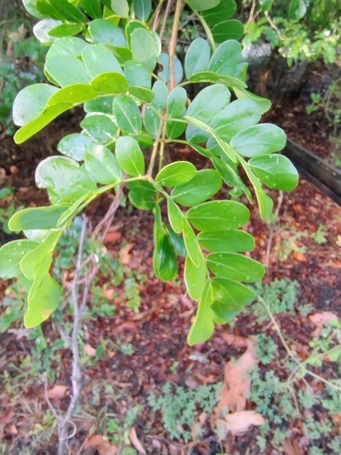 Cathormion umbellatum (Cathormion) — photo