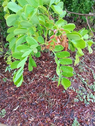 Cathormion umbellatum