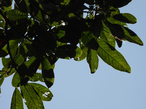 Catostemma commune (Swamp baromalli) — photo