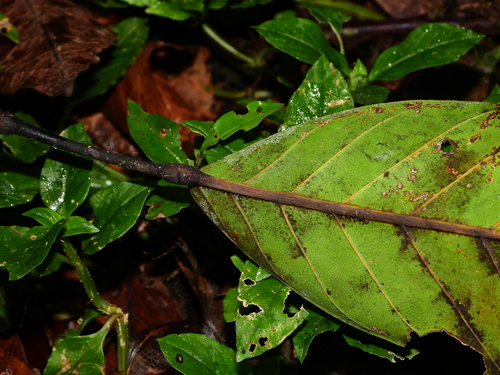 Catostemma commune (Swamp baromalli) — photo