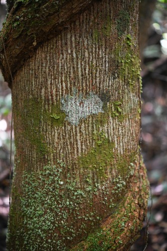 Catostemma fragrans (Sand baromalli) — photo