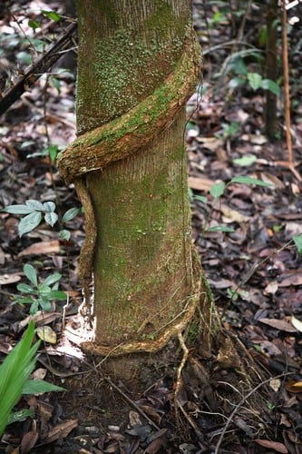 Catostemma fragrans