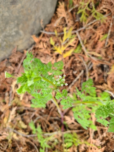Caucalis anthriscus (Hedge parsley) — photo