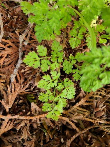 Caucalis anthriscus (Hedge parsley) — photo