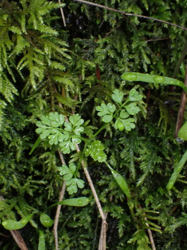 Caucalis anthriscus
