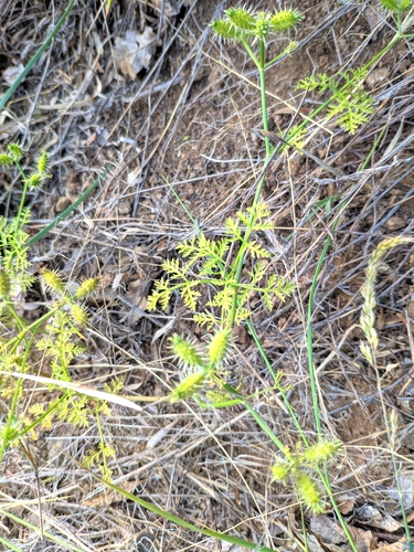 Caucalis platycarpos (Small bur-parsley) — photo