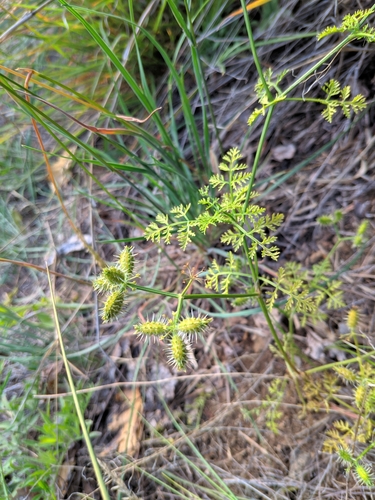 Caucalis platycarpos (Small bur-parsley) — photo