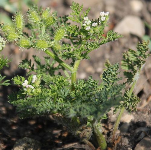 Caucalis platycarpos