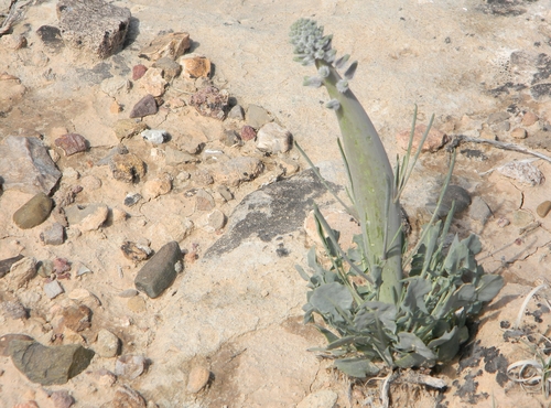 Caulanthus crassicaulis (Wild cabbage) — photo