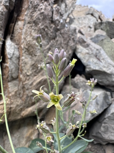 Caulanthus glaucus — photo
