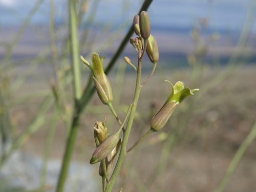 Caulanthus glaucus