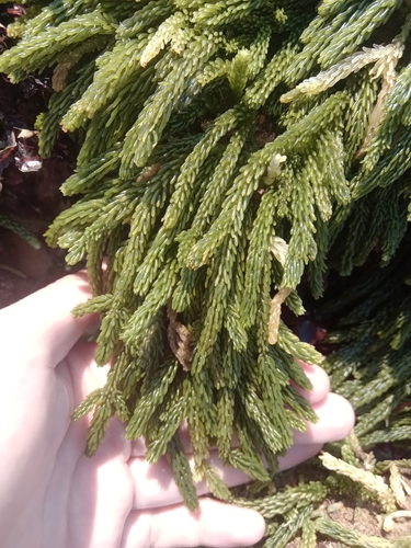 Caulerpa cupressoides var. lycopodium f. amicarum (Kaka) — photo