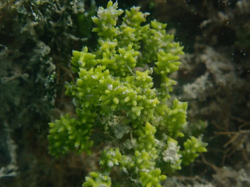 Caulerpa cupressoides var. lycopodium f. amicarum
