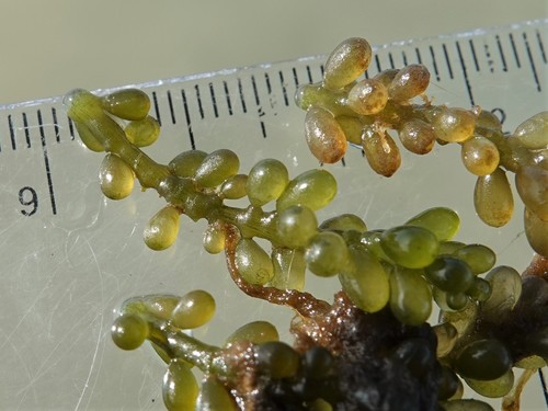 Caulerpa geminata (Green grape seaweed) — photo