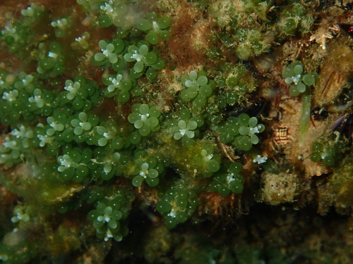Caulerpa geminata
