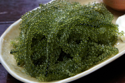 Caulerpa lentillifera (Bubble Caulerpa) — photo