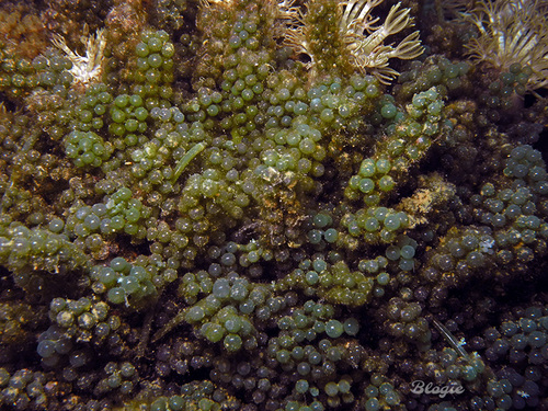 Caulerpa lentillifera (Bubble Caulerpa) — photo