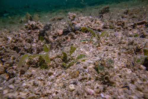 Caulerpa parvifolia — photo