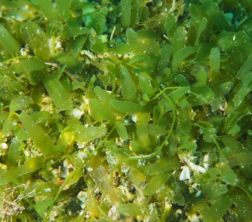 Caulerpa parvifolia
