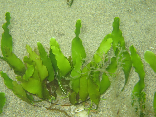 Caulerpa prolifera — photo