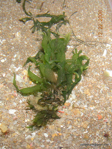 Caulerpa prolifera — photo