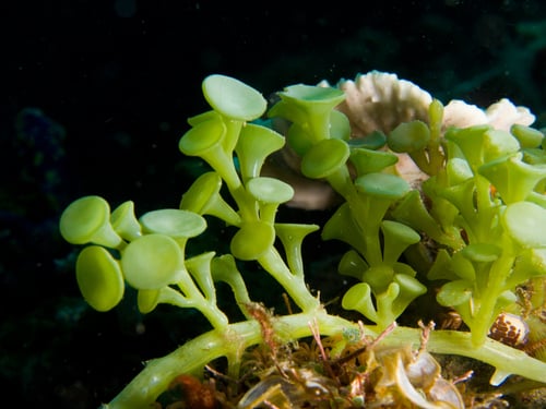 Caulerpaceae