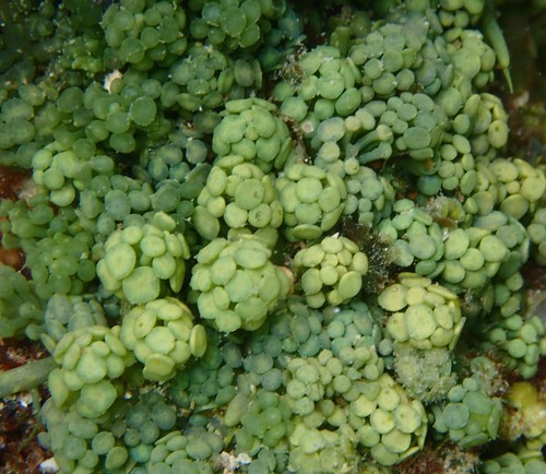 Caulerpa racemosa (Sea Grapes) — photo