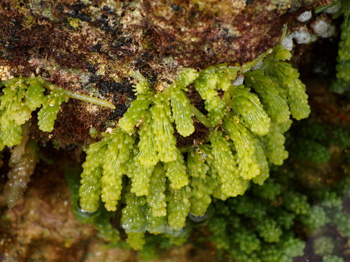Caulerpa racemosa var. peltata