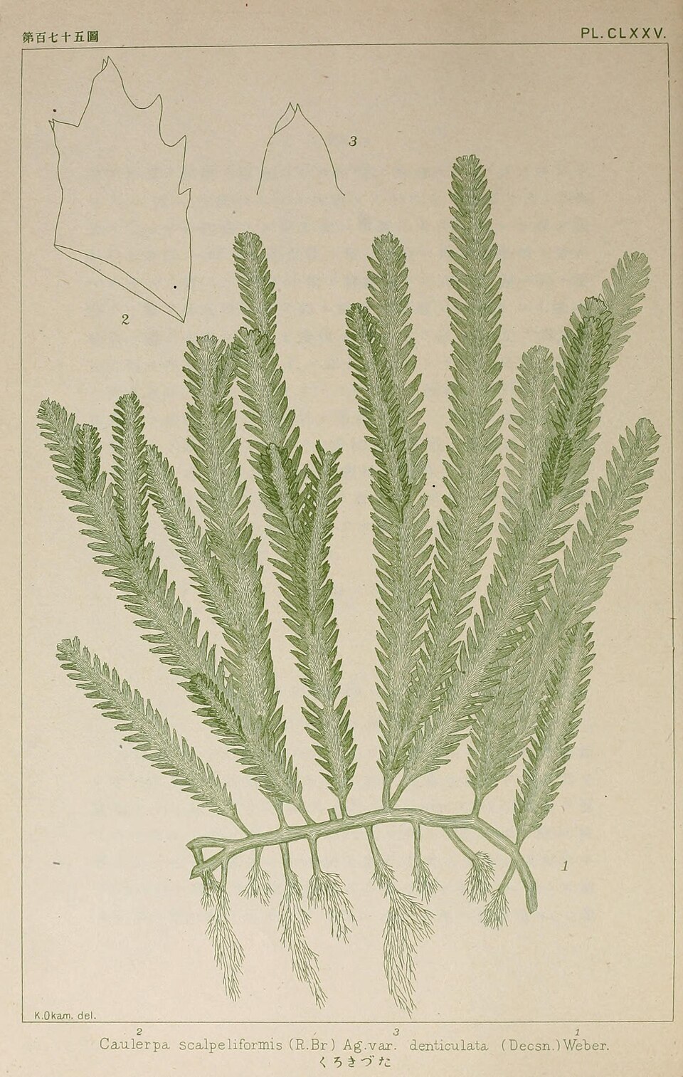 Caulerpa scalpelliformis var. denticulata