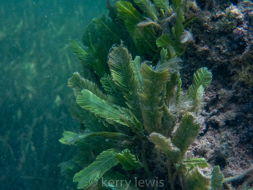 Caulerpa sertularioides (Feather Caulerpa) — photo