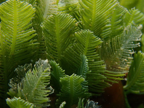 Caulerpa sertularioides (Feather Caulerpa) — photo