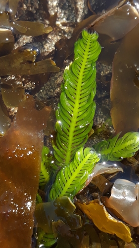 Caulerpa taxifolia — photo