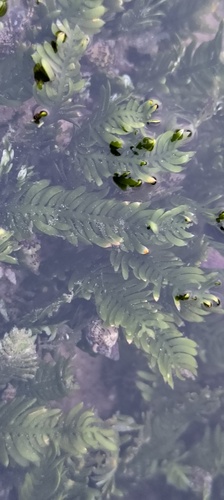 Caulerpa taxifolia — photo