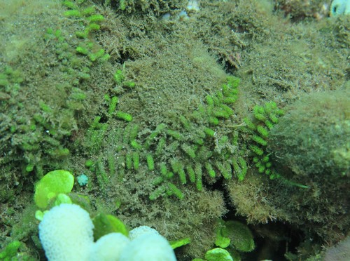 Caulerpa webbiana f. tomentella — photo