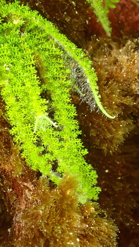 Caulerpa webbiana f. tomentella — photo
