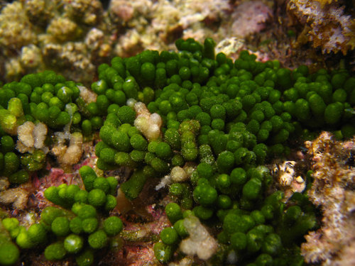 Caulerpa webbiana f. tomentella